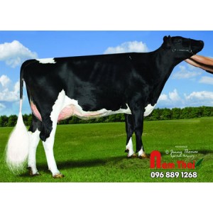 Tinh bò sữa HF - DE-SU 11006 REDWOOD-ET